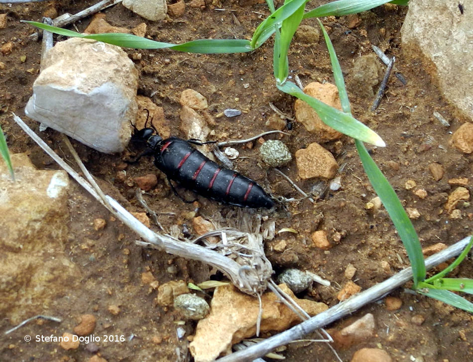 Meloidae da identificare [Marocco]:  Berberomeloe majalis